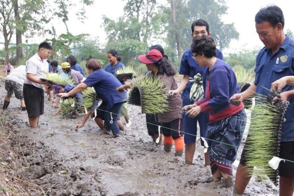 ธรรมศาสตร์ เปิดตัว “นวัตกรรมการดำนาน้ำน้อย” การันตีลดการใช้น้ำปริมาณ 3 เท่า รับมือน้ำแล้งปี 59