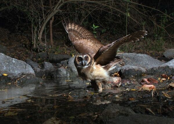 อดีต รมว.ทส. โชว์สุดยอดผลงานภาพถ่ายสัตว์ป่าเขตร้อน ในนิทรรศการ “Wing & Wildlife: ปีกและพงไพร สายใยแห่งป่าเขตร้อน” ณ จัตุรัสวิทยาศาสตร์ อพวช. อาคารจัตุรัสจามจุรี ชั้น 4 กรุงเทพฯ