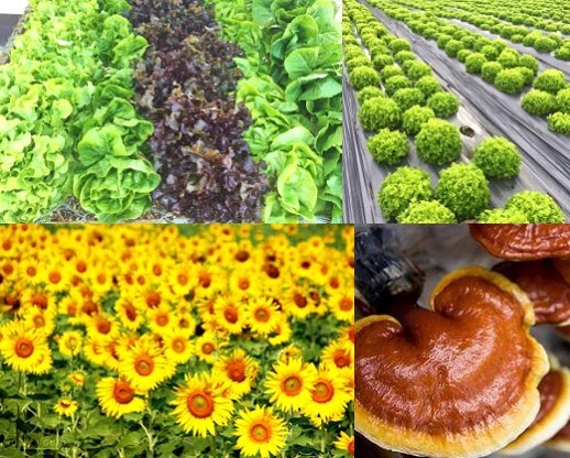 พืชผักแม่โจ้จัดเต็ม พร้อมโชว์ Organic Farm ในงานเกษตรแห่งชาติ’59