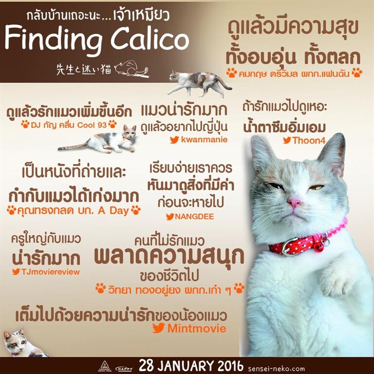 FINDING CALICO กระแสชื่นชม แมวน่ารัก หนังน่าดู กลับบ้านเถอะนะ เจ้าเหมียว