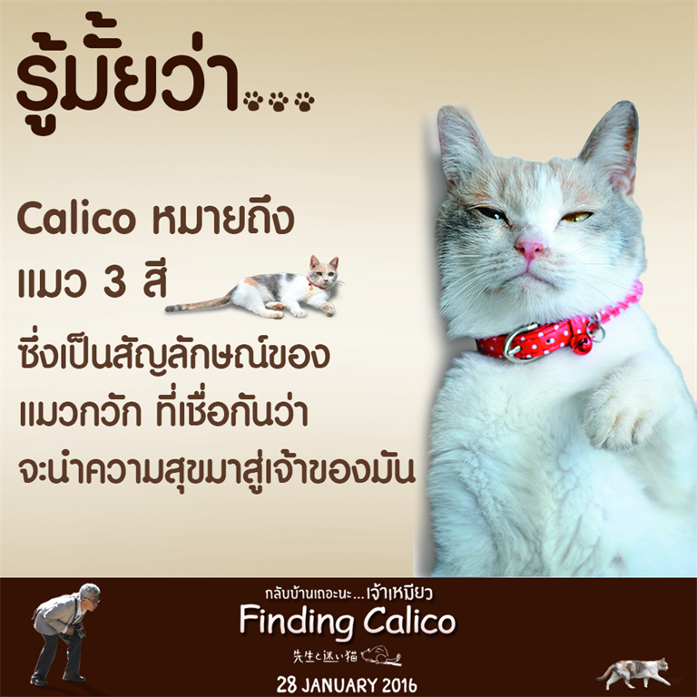 FINDING CALICO กระแสชื่นชม แมวน่ารัก หนังน่าดู กลับบ้านเถอะนะ เจ้าเหมียว