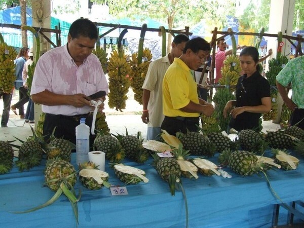 ขอเชิญเที่ยวงานประเพณี สับปะรดหวานและของดีอำเภอบ้านคา ประจำปี 2559