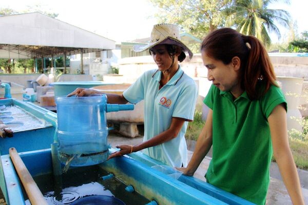 ประมงโชว์ฝีมือเลี้ยงหอยลายในบ่อ เกษตรกรวงการเลี้ยงหอยงานนี้มีเฮ  การันตีหอยธรรมชาติ กับ หอยเลี้ยง รสชาติเจ๋งไม่แพ้กันแน่นอน !!