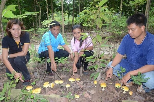 ศูนย์พัฒนาการเกษตรภูสิงห์ฯ ชูงานวิจัยปลูกเห็ดระโงกนอกฤดูสร้างรายได้ 24,000 บาทต่อเดือน