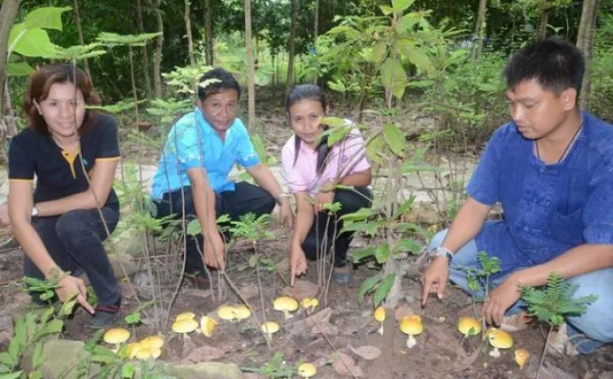 ศูนย์พัฒนาการเกษตรภูสิงห์ฯ ชูงานวิจัยปลูกเห็ดระโงกนอกฤดูสร้างรายได้