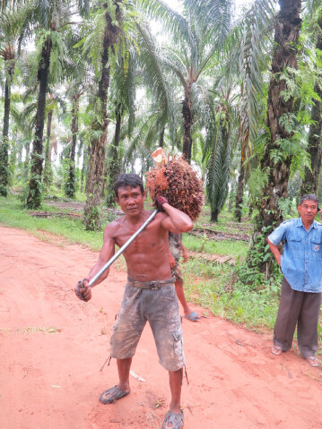 มทร.ธัญบุรี เจ๋งผลิตรถตัดและเก็บทะลายปาล์มน้ำมัน เครื่องแรกในไทย