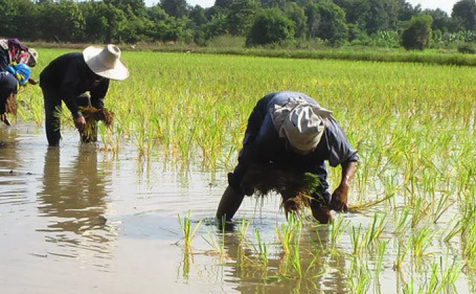 สคร.10 อุบลฯ เตือน ฝนตกทำโรคฉี่หนูระบาด