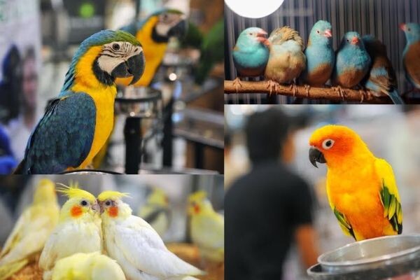 มหกรรมคนรักนก สุดยิ่งใหญ่แห่งปี ครั้งที่ 6 We Love Pets Birds of Paradise