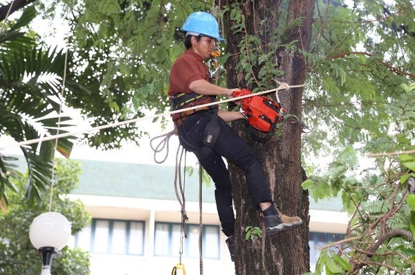 กรมป่าไม้เปิดหลักสูตรรุกขกร “Doctor Tree” หมอรักษาต้นไม้ ในเขตเมือง