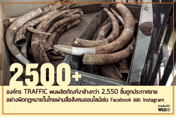 ตลาดงาช้างกรุงเทพฯ ทรุด ราคาตกทั่วภูมิภาค รายงานเผยตลาดงาช้างกรุงเทพฯ ร่วงลงไป 96% ขณะที่มูลค่าสินค้าในฮ่องกงและจีนก็ตกลงไปกว่า 70%