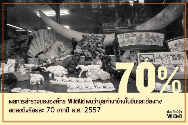 ตลาดงาช้างกรุงเทพฯ ทรุด ราคาตกทั่วภูมิภาค รายงานเผยตลาดงาช้างกรุงเทพฯ ร่วงลงไป 96% ขณะที่มูลค่าสินค้าในฮ่องกงและจีนก็ตกลงไปกว่า 70%