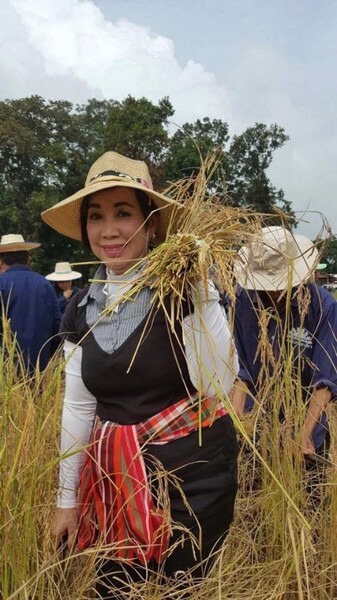 ราชภัฏโคราช ลงพื้นที่ตามรอยพ่อพอเพียง ลงแขกเกี่ยวข้าว สืบสานภูมิปัญญาท้องถิ่น