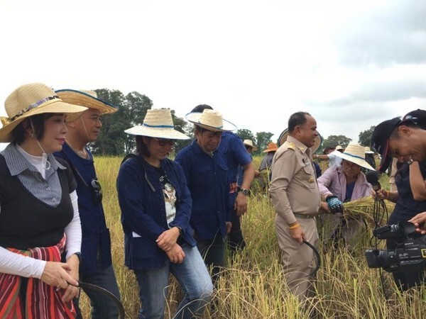 ราชภัฏโคราช ลงพื้นที่ตามรอยพ่อพอเพียง ลงแขกเกี่ยวข้าว สืบสานภูมิปัญญาท้องถิ่น