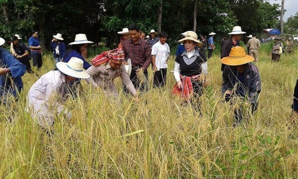 ราชภัฏโคราช ลงพื้นที่ตามรอยพ่อพอเพียง ลงแขกเกี่ยวข้าว สืบสานภูมิปัญญาท้องถิ่น