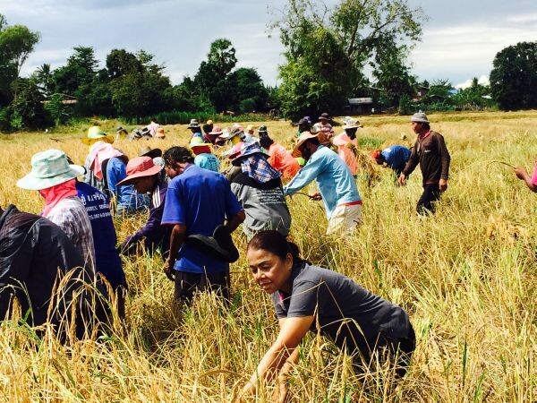 บุรีรัมย์: อบรมโครงการการเกษตรแบบแปลงใหญ่ และลงแขกเกี่ยวข้าวช่วยชาวนา