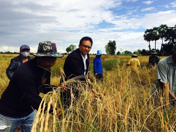 บุรีรัมย์: อบรมโครงการการเกษตรแบบแปลงใหญ่ และลงแขกเกี่ยวข้าวช่วยชาวนา