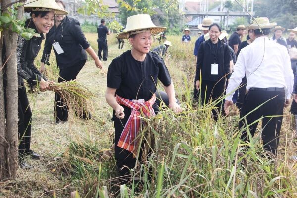 วธ.นำข้าราชการเรียนรู้หลักปรัชญาเศรษฐกิจพอเพียง-ลงแขกเกี่ยวข้าว ที่ จ.ระยอง