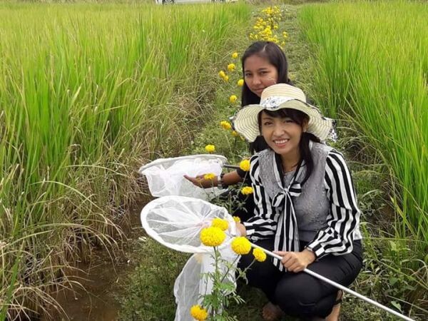 มรภ.สงขลา ใช้ระบบนิเวศวิศวกรรมอนุรักษ์ข้าวพันธุ์พื้นเมือง