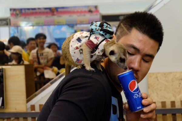 “PET EXPO THAILAND 2017”  ปีนี้ผู้จัดเตรียมแน่น เตรียมหนัก...จนต้องร้อง ว๊ากกกกก!!!  เพราะมัน น่าร็อค…อ่า...