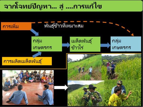 มจธ. พัฒนาเมล็ดพันธุ์ข้าวไร่บริสุทธิ์เพื่อเพิ่มผลผลิตข้าว มุ่งแก้ปัญหาขาดแคลนข้าวบริโภคในชุมชนบนพื้นที่สูง