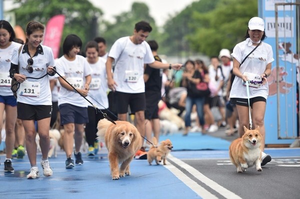 ภาพบรรยากาศ “หมาราธอน Powered by PTT” ครั้งที่ 1 ยกพลคนรักหมา และเพื่อนสี่ขาวิ่งสมทบทุนโครงการ 1 ล้าน 5 แสนก้าว รพ. ศิริราช