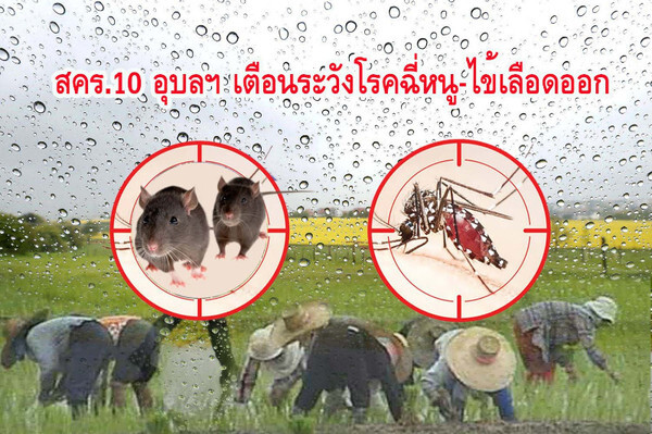 สคร.10 อุบลฯ เตือนระวังไข้เลือดออก-โรคฉี่หนู