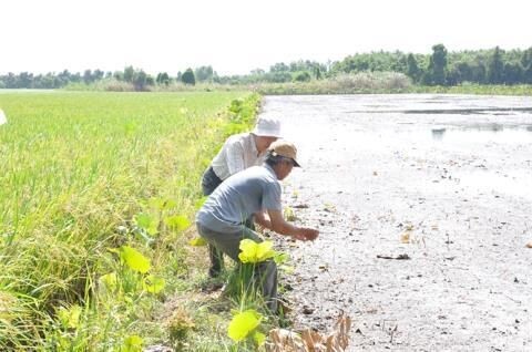 โครงการปลูกนาบัวในชนบท เพื่อสร้างระบบนิเวศน์ที่ดีให้สิ่งแวดล้อม