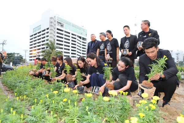 ดาวเรืองบานสะพรั่งทั่วแผ่นดิน "หยาดเหงื่อพระราชา" ศูนย์รวมความรักของคนไทย