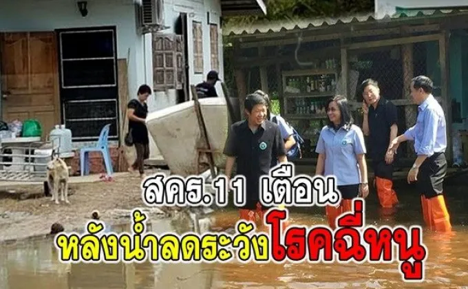 สคร.11 เตือนหลังน้ำลดระวังโรคฉี่หนู