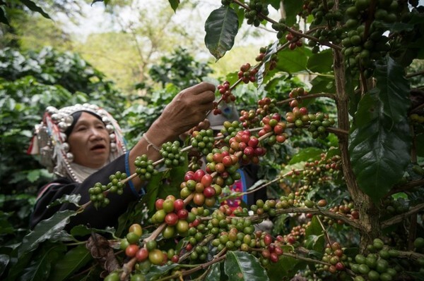 “DoiTung Coffee Specialty Grade” ยกระดับคุณภาพกาแฟไทยสู่ความพรีเมียม