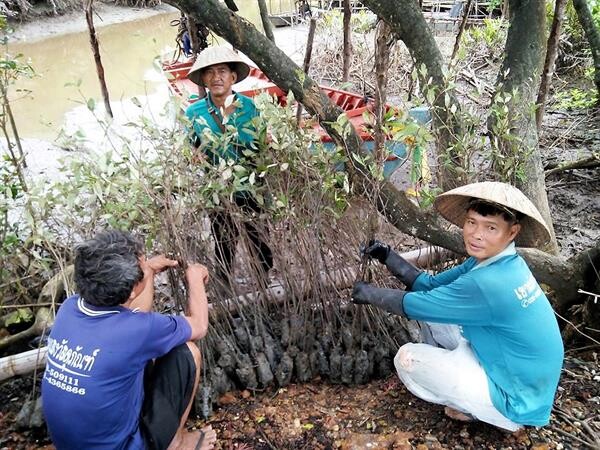 “บ้านเปร็ดใน” จ.ตราด ชุมชนต้นแบบการจัดการป่าชายเลน โดยใช้กระบวนการวิทยาศาสตร์และภูมิปัญญาท้องถิ่น แก้ปัญหาการกัดเซาะชายฝั่ง