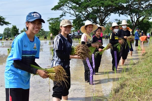 ภาพข่าว: ปักดำวันแม่ เก็บเกี่ยววันพ่อ