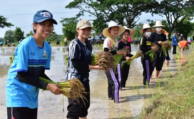 ภาพข่าว: ปักดำวันแม่ เก็บเกี่ยววันพ่อ