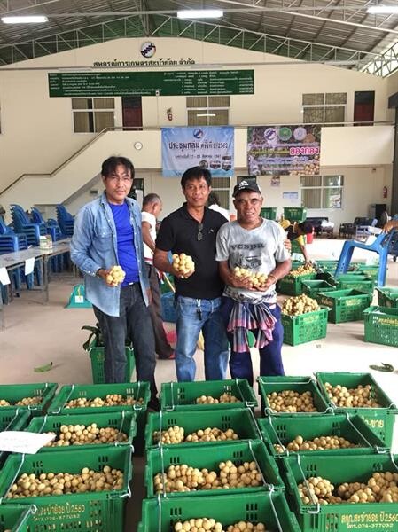 สหกรณ์สะบ้าย้อยเปิดจุดรับซื้อลองกองในจังหวัดสงขลา พร้อมส่งออกทดสอบตลาดสิงค์โปร์ล็อตแรก 2 ตัน