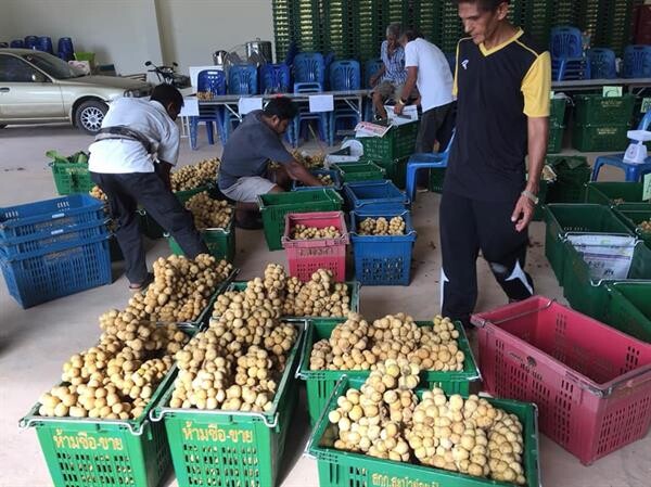 สหกรณ์สะบ้าย้อยเปิดจุดรับซื้อลองกองในจังหวัดสงขลา พร้อมส่งออกทดสอบตลาดสิงค์โปร์ล็อตแรก 2 ตัน