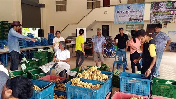 สหกรณ์สะบ้าย้อยเปิดจุดรับซื้อลองกองในจังหวัดสงขลา พร้อมส่งออกทดสอบตลาดสิงค์โปร์ล็อตแรก 2 ตัน