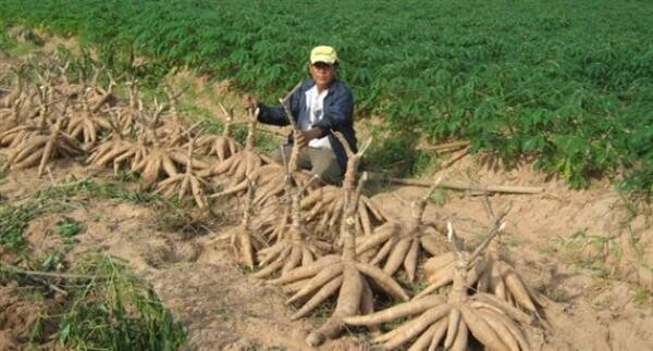 สหกรณ์นิคมนครชุม จำกัดยิ้มรับปีทองมันสำปะหลังราคาพุ่ง หลังใช้ระบบน้ำหยดแก้ปัญหาขาดแคลนน้ำปลูกมันได้ตลอดปี