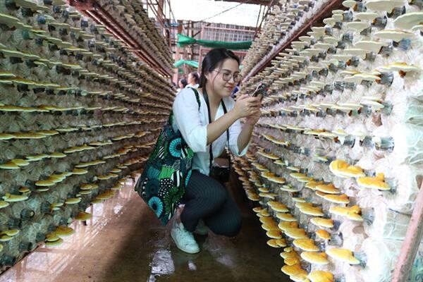 สามพรานโมเดล จัดทริปพิเศษ ต้อนรับเทศกาลกินเจ ชวนผู้บริโภค เรียนรู้ ชิม ช้อป เห็ดอินทรีย์ ที่ แฮปปี้ไลฟ์ฟาร์ม จ.นครปฐม