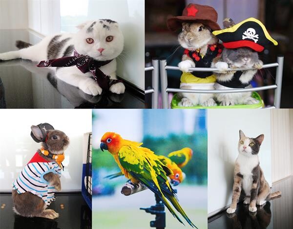 เชิญร่วมงาน “We Love Pets ครั้งที่ 8 ตอน Pirates of the Caribbean”