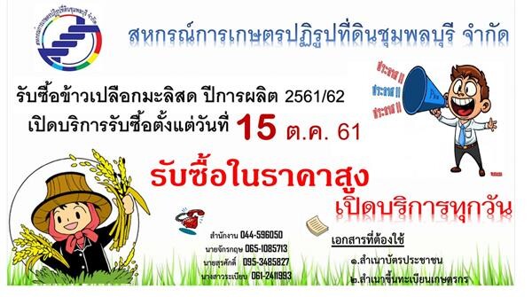 สหกรณ์การเกษตรปูพรมเปิดจุดรับซื้อข้าวเปลือกจากเกษตรกร ข้าวหอมมะลิราคาพุ่งสูงกว่าทุกปีที่ผ่านมา