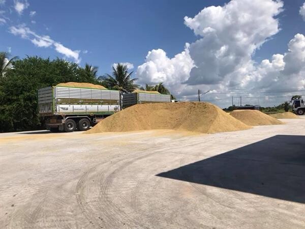 สหกรณ์การเกษตรปูพรมเปิดจุดรับซื้อข้าวเปลือกจากเกษตรกร ข้าวหอมมะลิราคาพุ่งสูงกว่าทุกปีที่ผ่านมา