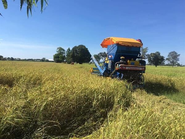 สหกรณ์การเกษตรปูพรมเปิดจุดรับซื้อข้าวเปลือกจากเกษตรกร ข้าวหอมมะลิราคาพุ่งสูงกว่าทุกปีที่ผ่านมา