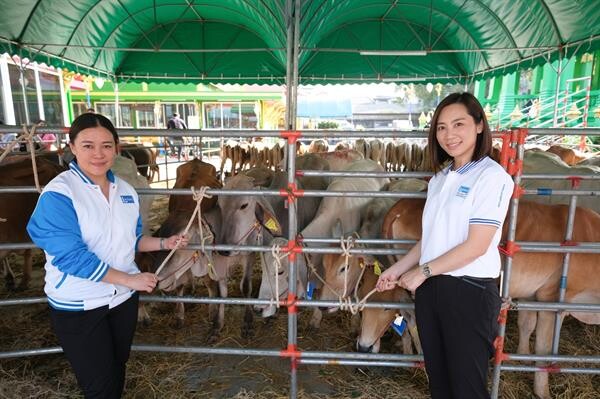 “แลคตาซอย ให้ชีวิต...จิตเป็นสุข” ส่งต่อพลังบุญของการให้ที่ยิ่งใหญ่ ร่วมไถ่ชีวิตโค 39 ตัว มอบเป็นทานแก่เกษตรกรผู้ยากไร้