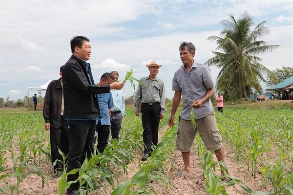 สหกรณ์การเกษตรในอุบลราชธานีพร้อมประสานเอกชนรับซื้อข้าวโพดหลังนาจากเกษตรกร เกษตรกรร่วมโครงการเกือบหมื่นราย พื้นที่ปลูกข้าวโพดกว่า 80,000 ไร่