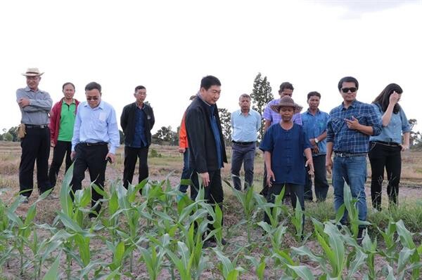 สหกรณ์การเกษตรในอุบลราชธานีพร้อมประสานเอกชนรับซื้อข้าวโพดหลังนาจากเกษตรกร เกษตรกรร่วมโครงการเกือบหมื่นราย พื้นที่ปลูกข้าวโพดกว่า 80,000 ไร่