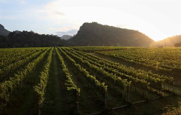 “ไร่องุ่นไวน์กราน-มอนเต้" ชวนสัมผัสประสบการณ์สุดพิเศษกับแคมเปญ “GranMonte Harvest Month All February 2019” พร้อมแพ็กเกจสุดเอ๊กซ์คลูซีฟ “Harvest Festival 2019”