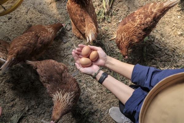 เทคนิคการเลือกวัตถุดิบปรุงอาหารให้อร่อยและดีต่อใจ ดีต่อกาย