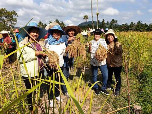 มรภ.สงขลา นำ นศ.เกษตร อนุรักษ์พันธุ์ข้าวพื้นเมือง