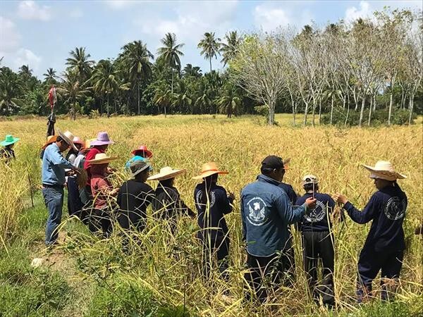 มรภ.สงขลา นำ นศ.เกษตร อนุรักษ์พันธุ์ข้าวพื้นเมือง