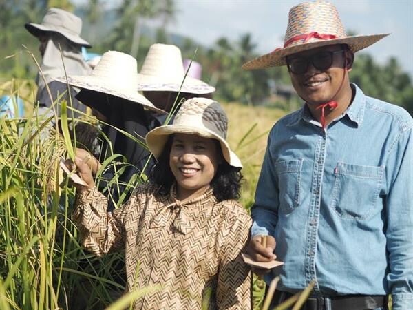 มรภ.สงขลา นำ นศ.เกษตร อนุรักษ์พันธุ์ข้าวพื้นเมือง